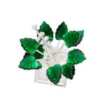 Pooja Tulsi Silver Plant